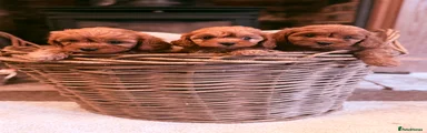 Cavapoo 2