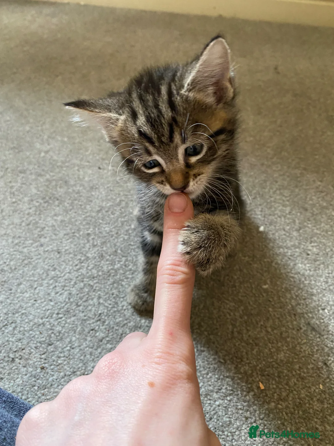 Mixed Breed cats for sale: Tabby Kitten (male, ready to go) - Advert 5