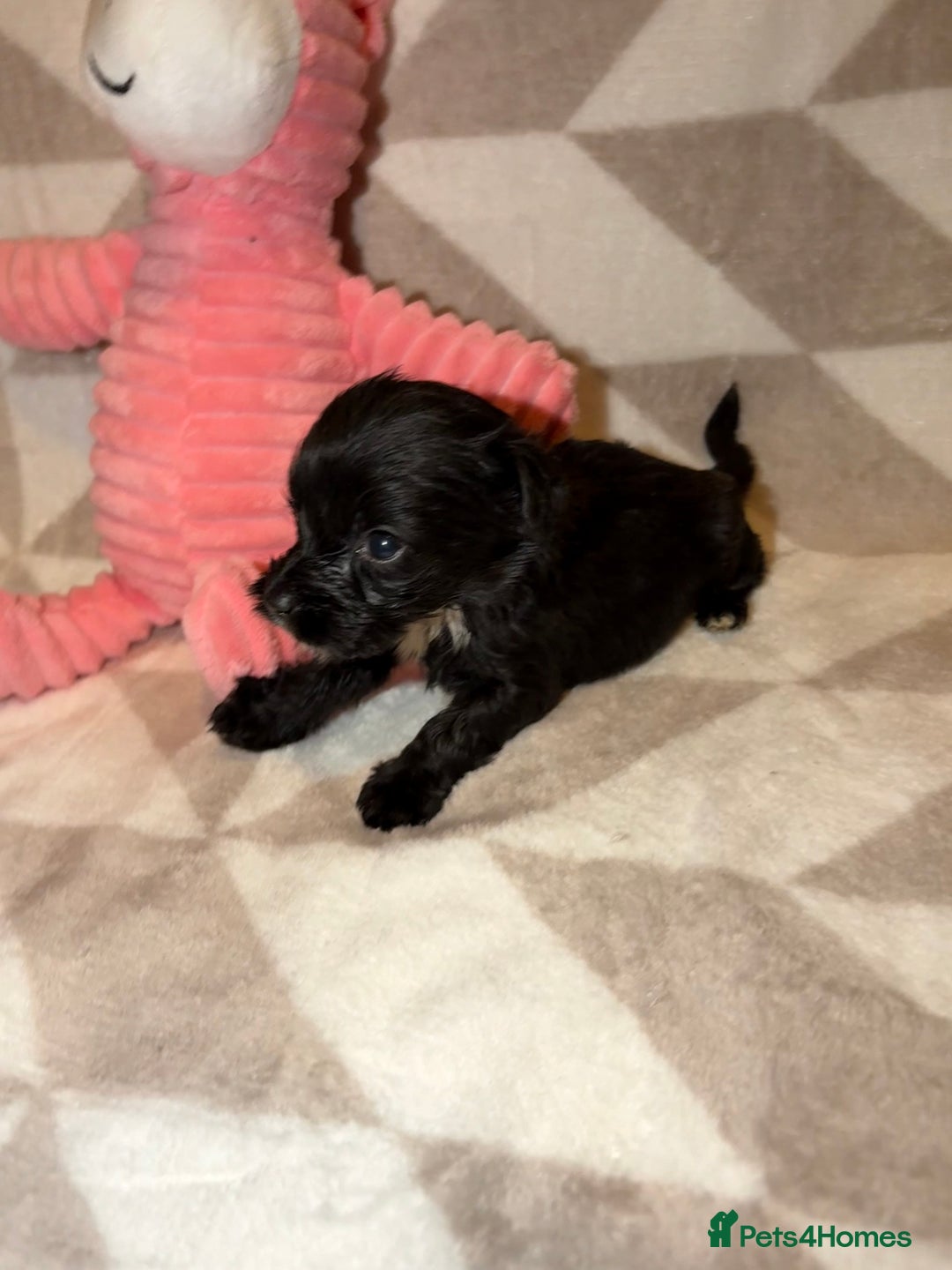 Cockapoo dogs for sale: Stunning cockapoo puppies  - Advert 11