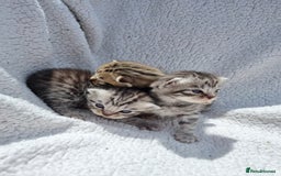 British Shorthair cats for sale: SILVER & GOLDEN SPOTTED BRITISH SHORTHAIR KITTENS  - Image 13