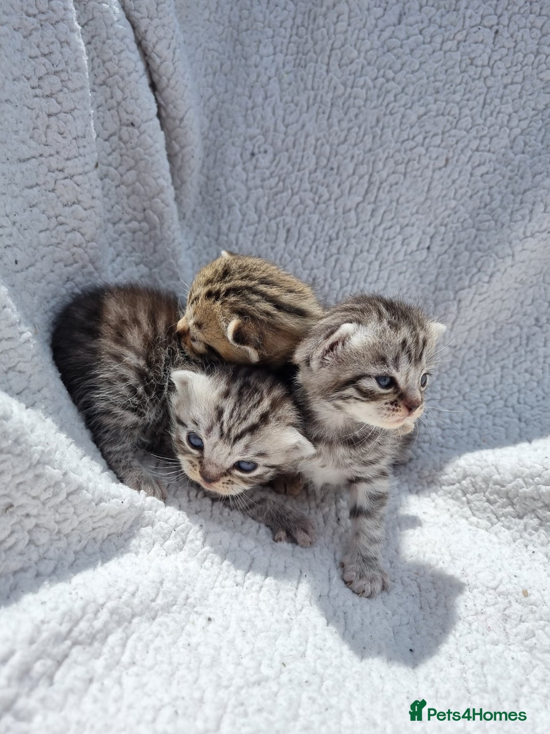 British Shorthair cats for sale: SILVER & GOLDEN SPOTTED BRITISH SHORTHAIR KITTENS  - Image 13