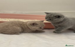 British Shorthair cats for sale: GCCF registered Champion bloodline BSH kittens - Image 9