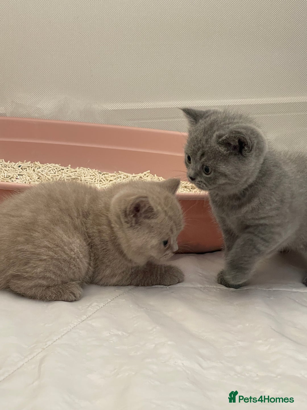 British Shorthair cats for sale: GCCF registered Champion bloodline BSH kittens - Image 9