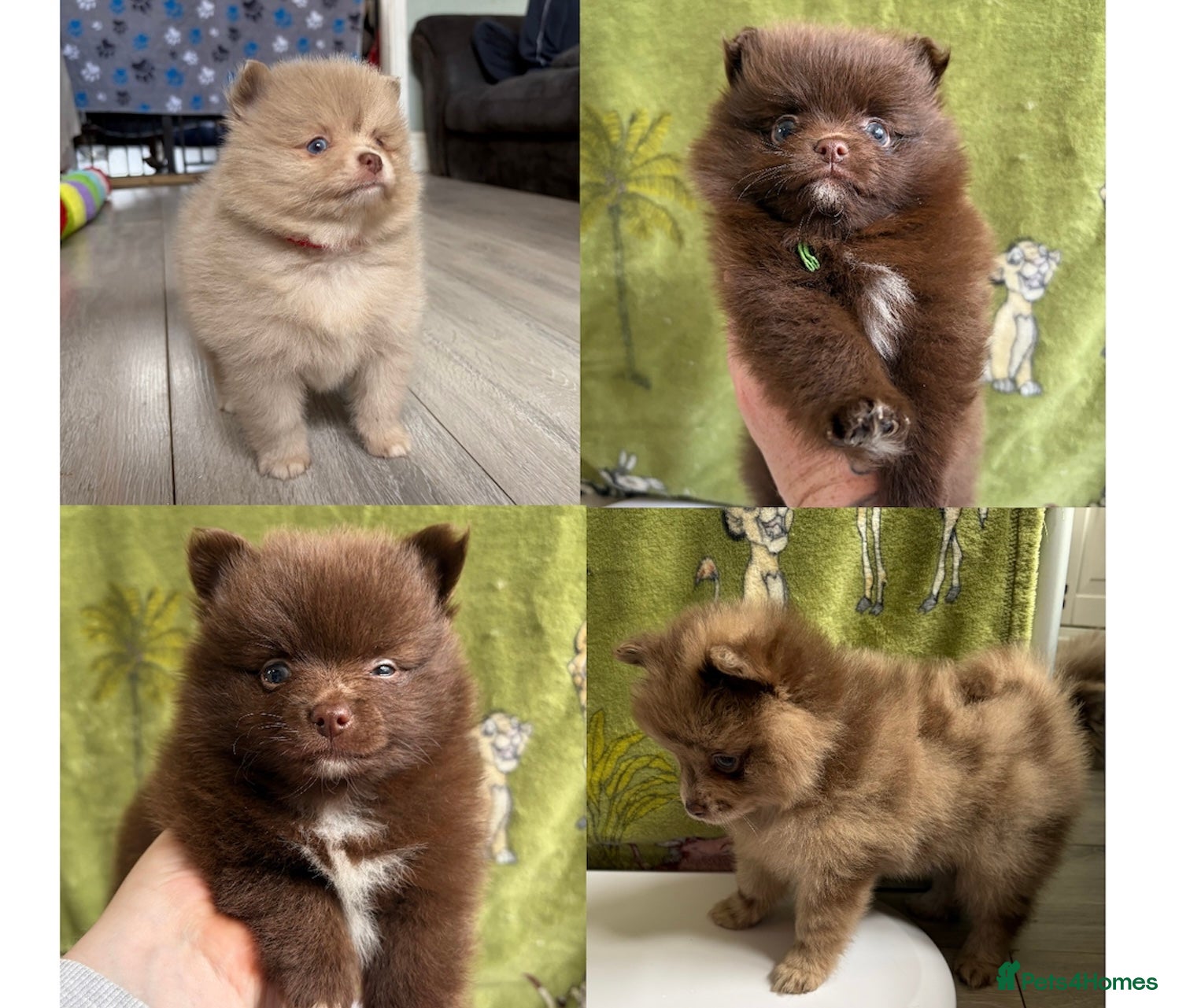 Pomeranian dogs 4 LEFT❌100% POM!🐻DNA&HEALTH TESTED!🧬 - Advert 2