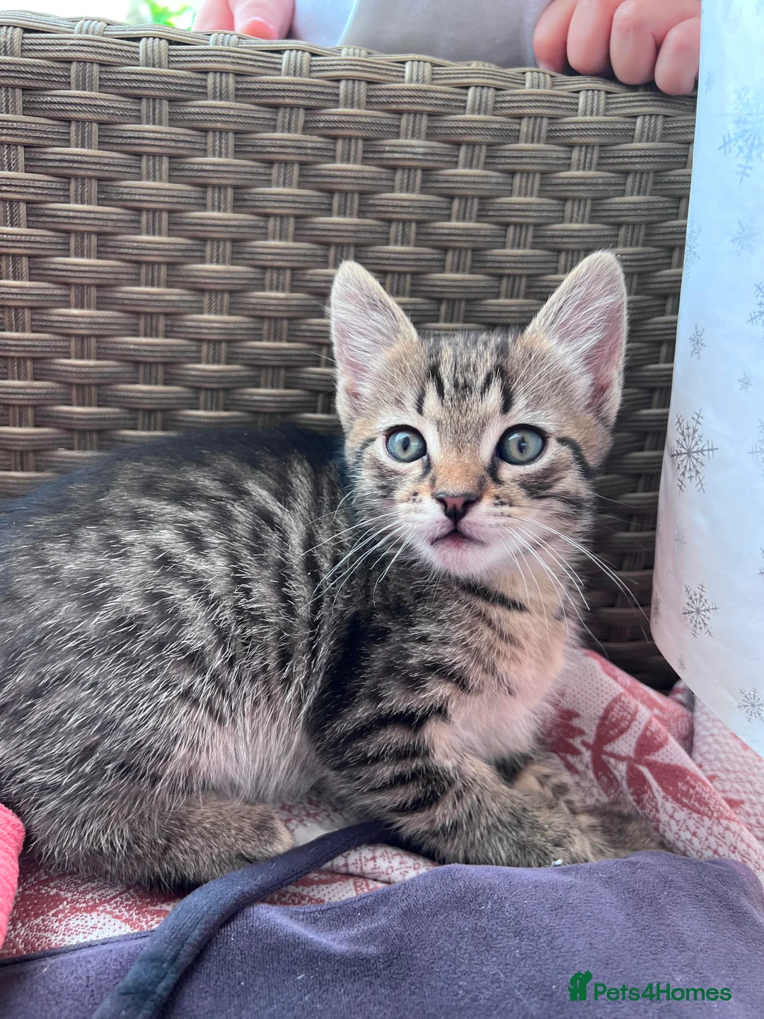 European cats for sale: Beautiful kittens 🐱 available now in Coventry - Advert 2