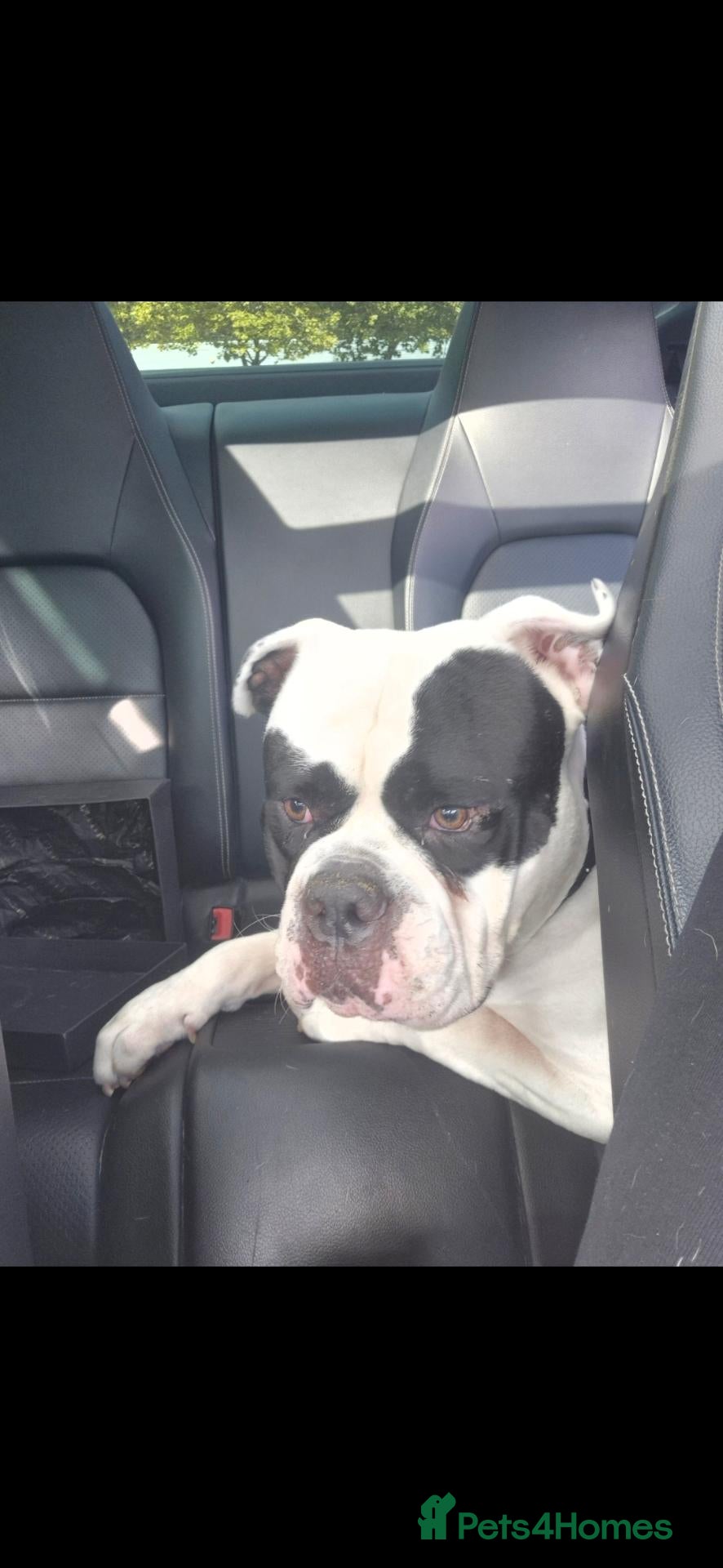American Bulldog dogs Johnsons american bulldog 3 years old - Advert 2