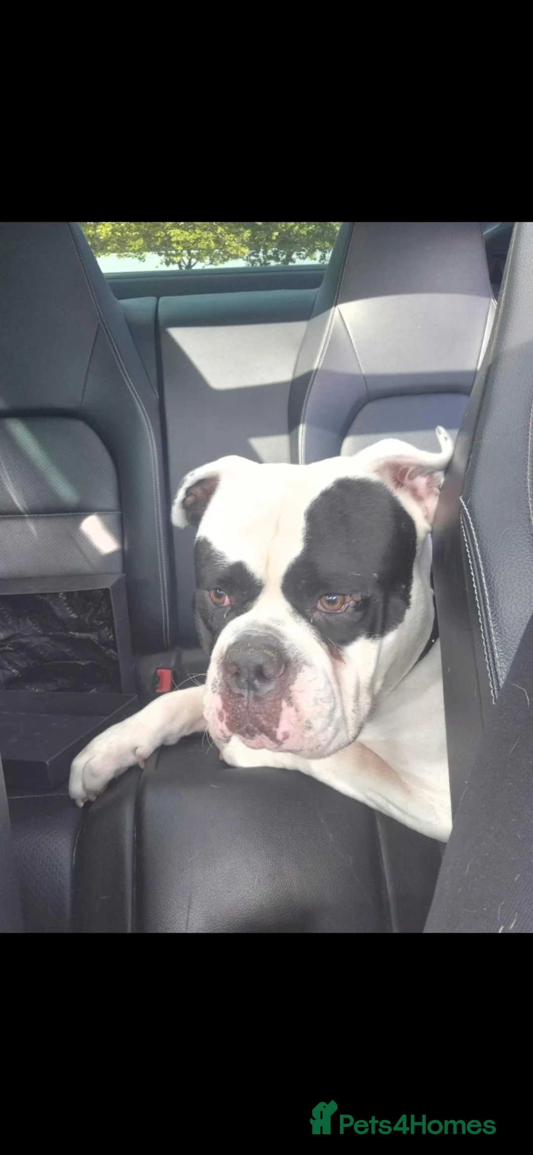 American Bulldog dogs for sale: Johnsons american bulldog 3 years old - Advert 1