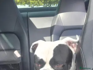 American Bulldog dogs Johnsons american bulldog 3 years old - Advert 2