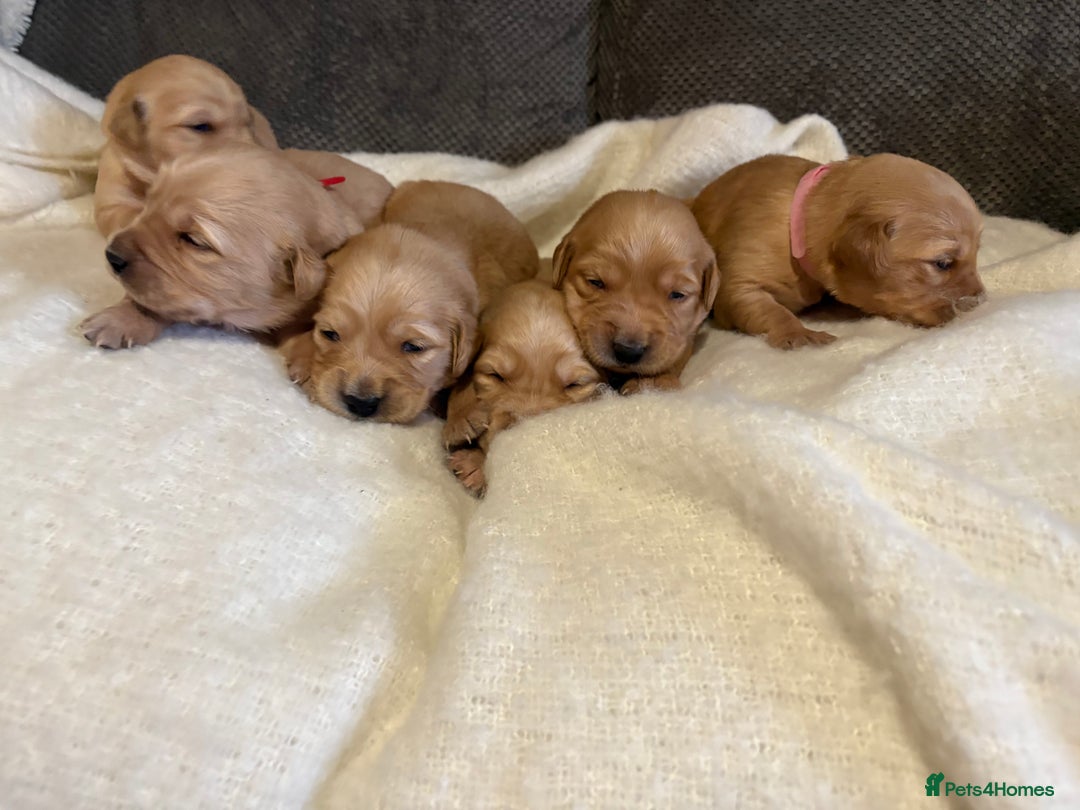 Golden Retriever dogs for sale: Sold sold sold sold sold  - Advert 11