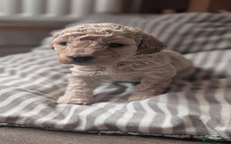 Toy Poodle dogs for sale: Toy poodles Genetic health tested  - Image 5