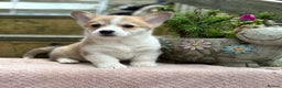 Welsh Corgi Pembroke dogs for sale: Outstanding Pembrokeshire Corgi Puppies  - Advert 6