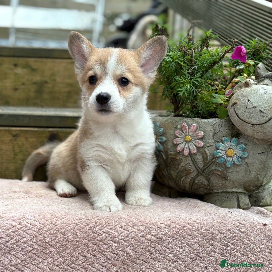 Welsh Corgi Pembroke dogs for sale: Outstanding Pembrokeshire Corgi Puppies  - Image 8