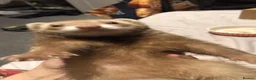 Ferret rodents for sale: Ferret for sale - Advert 3