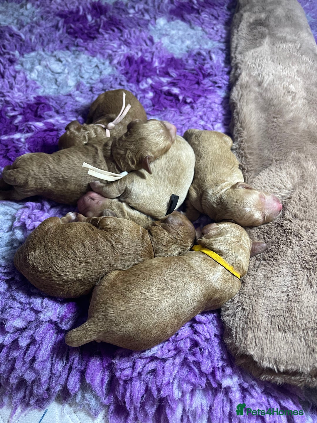 Cockapoo dogs for sale: Cockapoo puppies - Advert 9