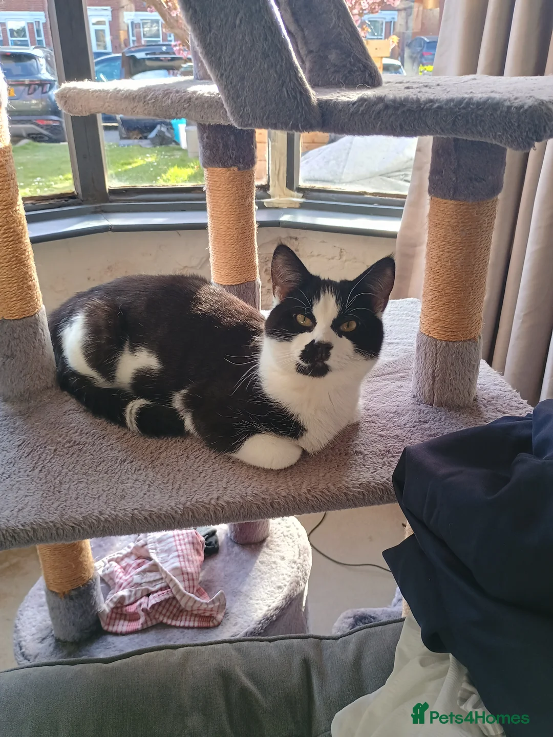 British Shorthair cats for sale: Snowy  - Advert 1