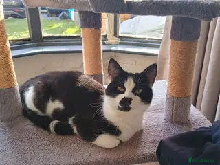 British Shorthair cats Snowy - Advert 4