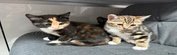 Mixed Breed cats for sale: 4 playful kittens mix of girls and boys - Advert 6