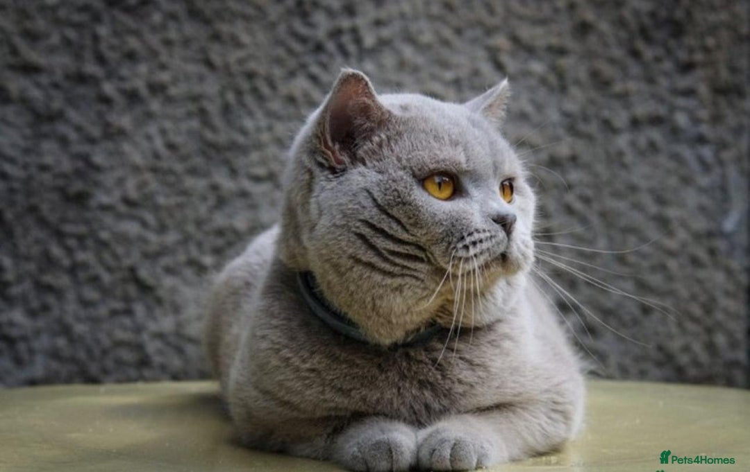 British Shorthair cats for sale:  🧶🐈‍⬛💫ADORABLE BSH KITTIES  💫🐈‍⬛🧶 - Advert 3