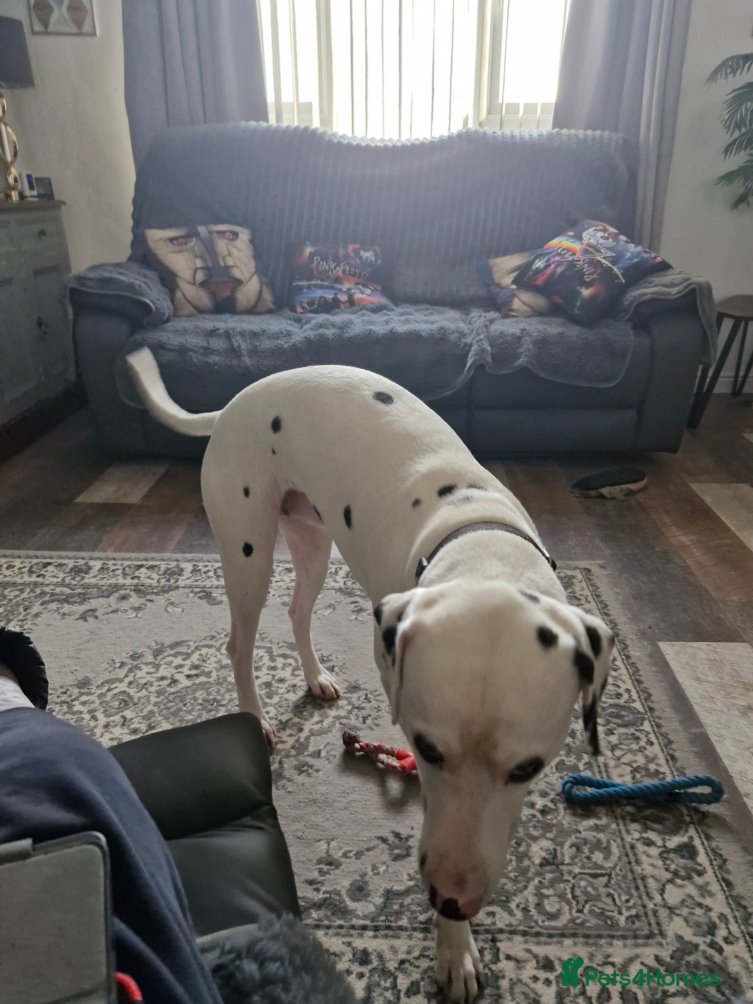 Dalmatian dogs for sale: 12 month dalmation needs a new home - Advert 4