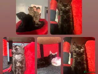 Mixed Breed cats 🦋Final girl ready to go🦋 - Advert 17