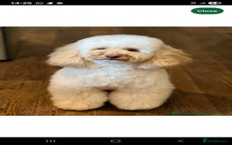 Cockapoo dogs for sale: 3 beautiful f1b cockapoo puppies  - Image 10