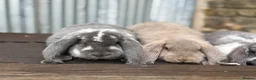 French Lop rabbits for sale: Stunning xl French lops  - Advert 22