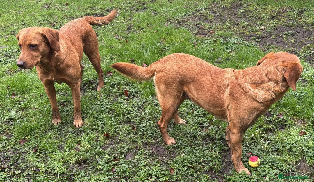 Goldador dogs for sale: BORN FROM HIP, ELBOW AND DNA PERFECT PARENTS - Advert 17