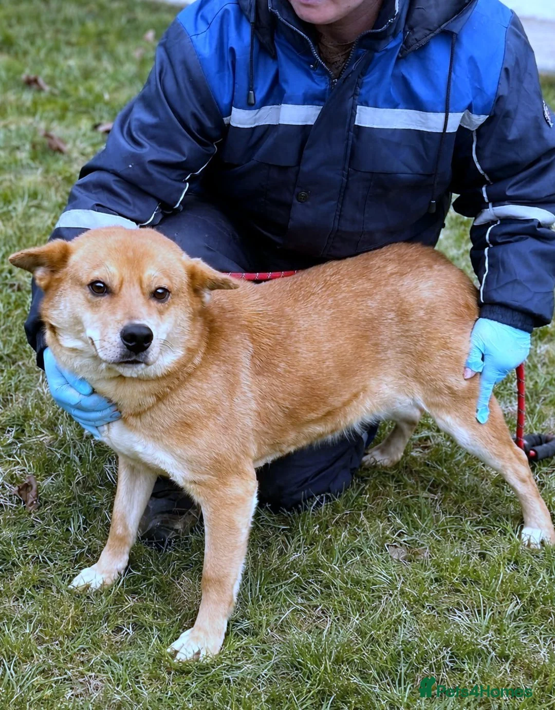 Mixed Breed dogs for adoption: 🌸 Yumi: soft eyes, gentle heart, pure joy 🐾 - Advert 5