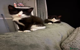 Mixed Breed cats for sale: FUR BABIES READY FOR THERE FOREVER HOMES  - Image 17