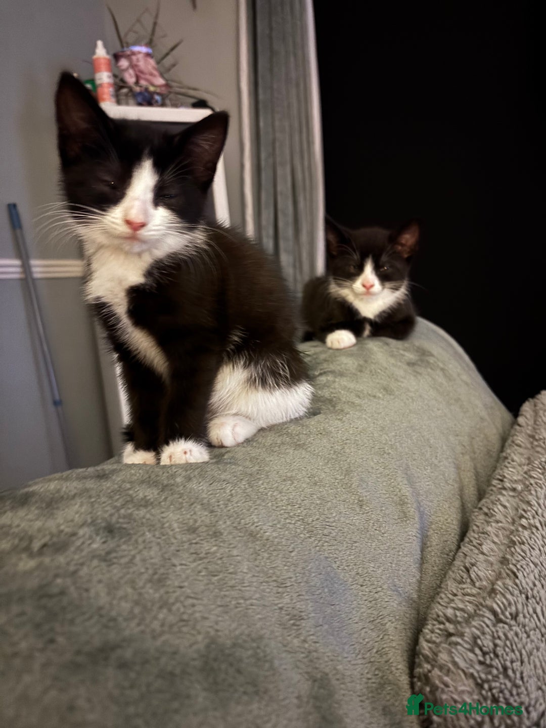 Mixed Breed cats for sale: FUR BABIES READY FOR THERE FOREVER HOMES  - Image 17