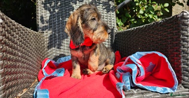 Dachshund dogs - Advert 12