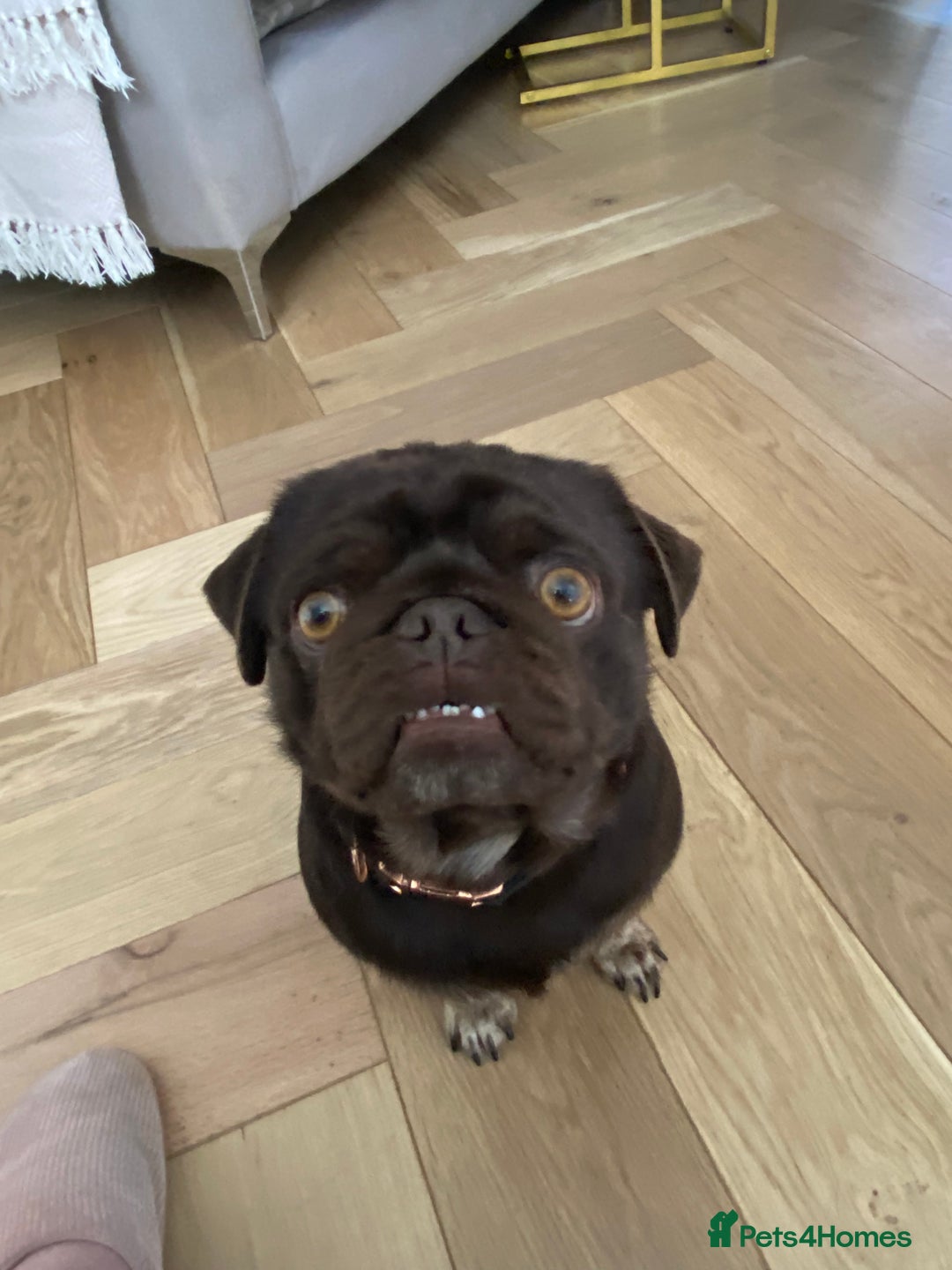 Pug dogs for sale: Chocolate Brown Pug - Image 12