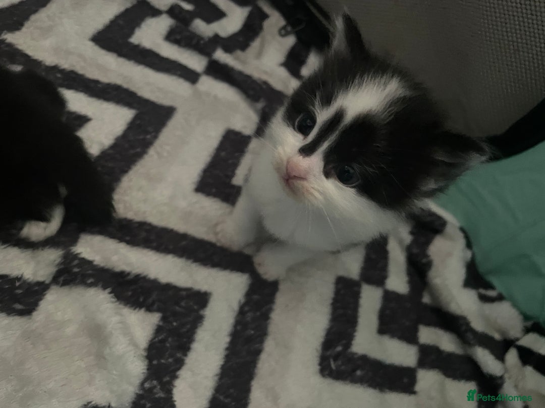Turkish Angora cats for sale: Turkish angora kittens  - Image 11