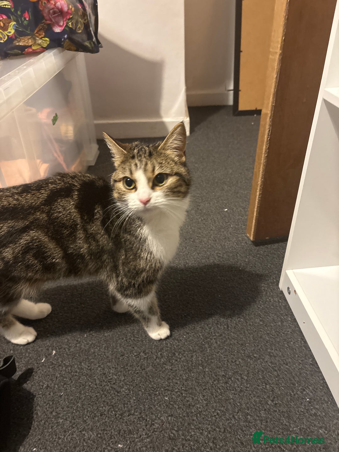 British Shorthair cats for sale: Kitten for sale with mum cat - Advert 3