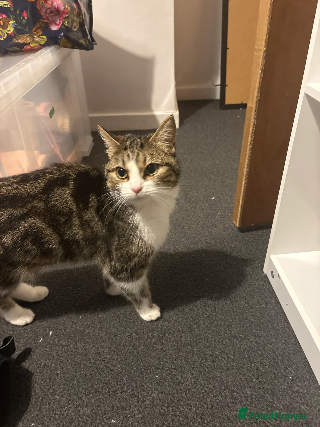 British Shorthair cats for sale: Kitten for sale with mum cat - Advert 3