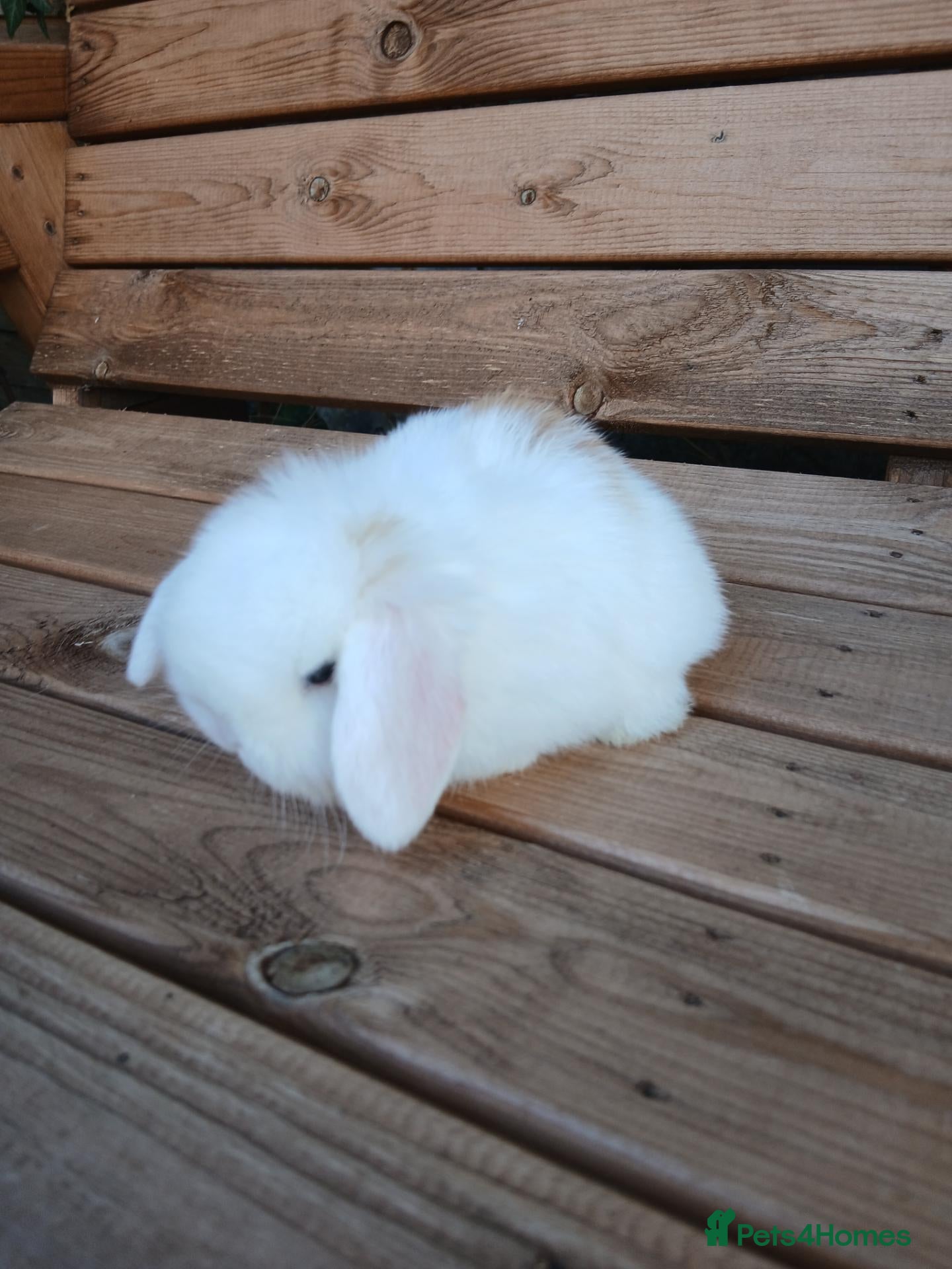 Mini Lop rabbits Purebred mini lop babies - Advert 2