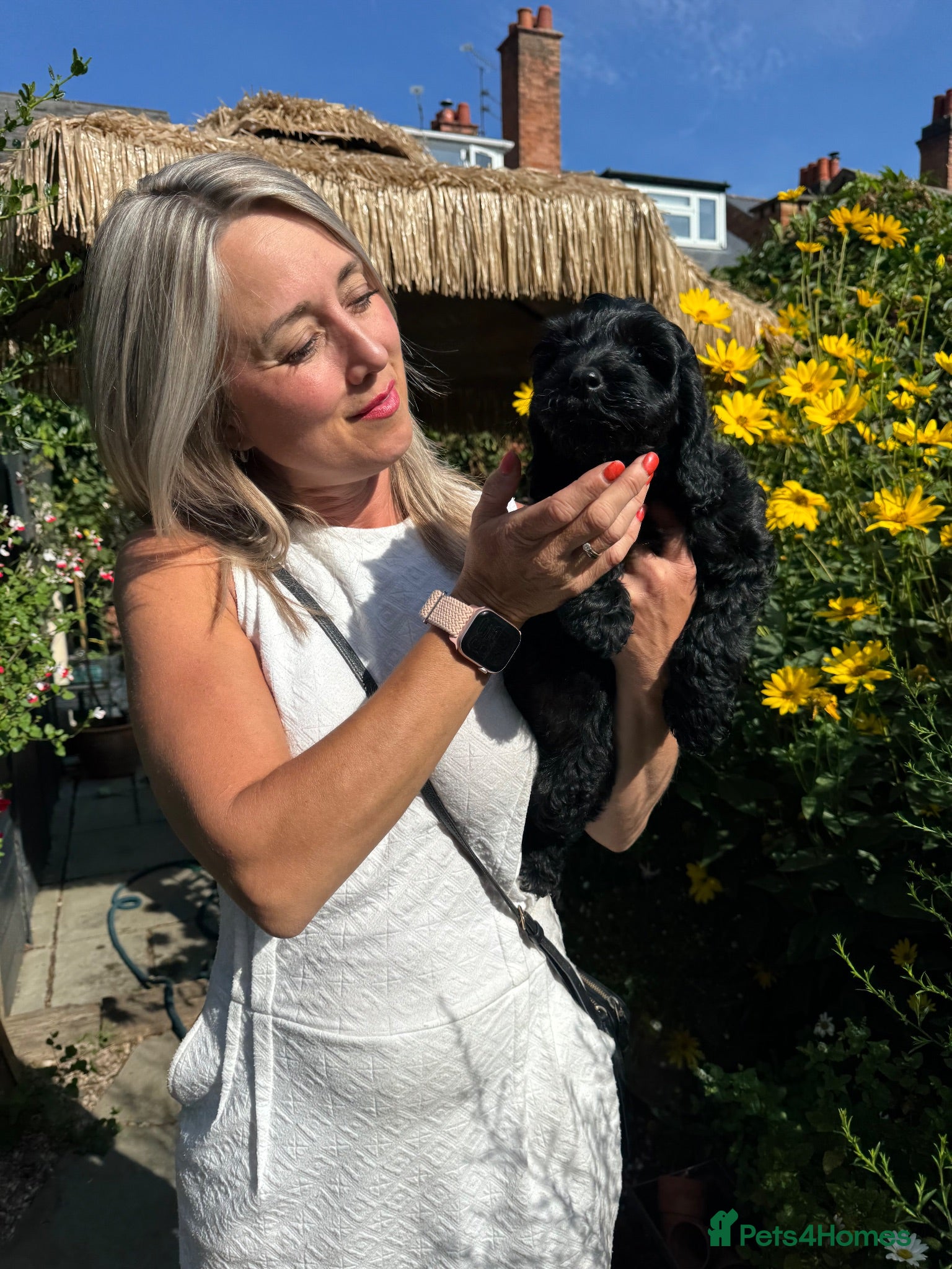 Cockapoo dogs F1b Cockapoo puppies - one boy and one girl left - Advert 2