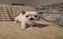 Chihuahua dogs for sale: White Lilac female chihuahua  - Image 2