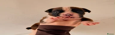 Boxer 1