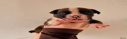 Boxer dogs for sale: Gorgeous Boxer Puppies  in Newton Abbot - Advert 2