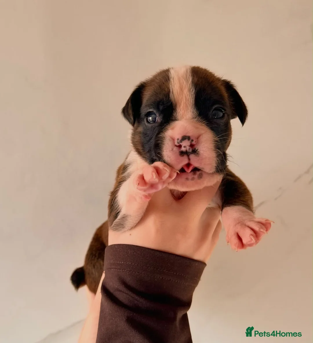 Boxer dogs for sale: Gorgeous Boxer Puppies  in Newton Abbot - Advert 2