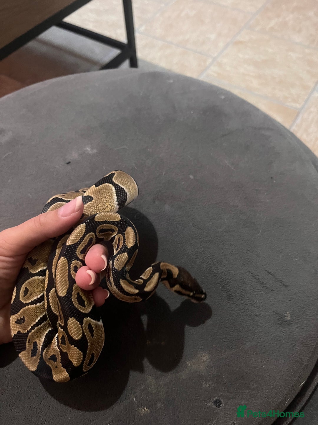 Python Snake reptiles for sale: Very sweet ball python and tank and unit  - Advert 2