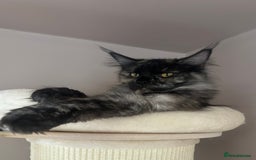 Maine Coon cats for sale: TICA registered Maine Coon kittens  - Image 2