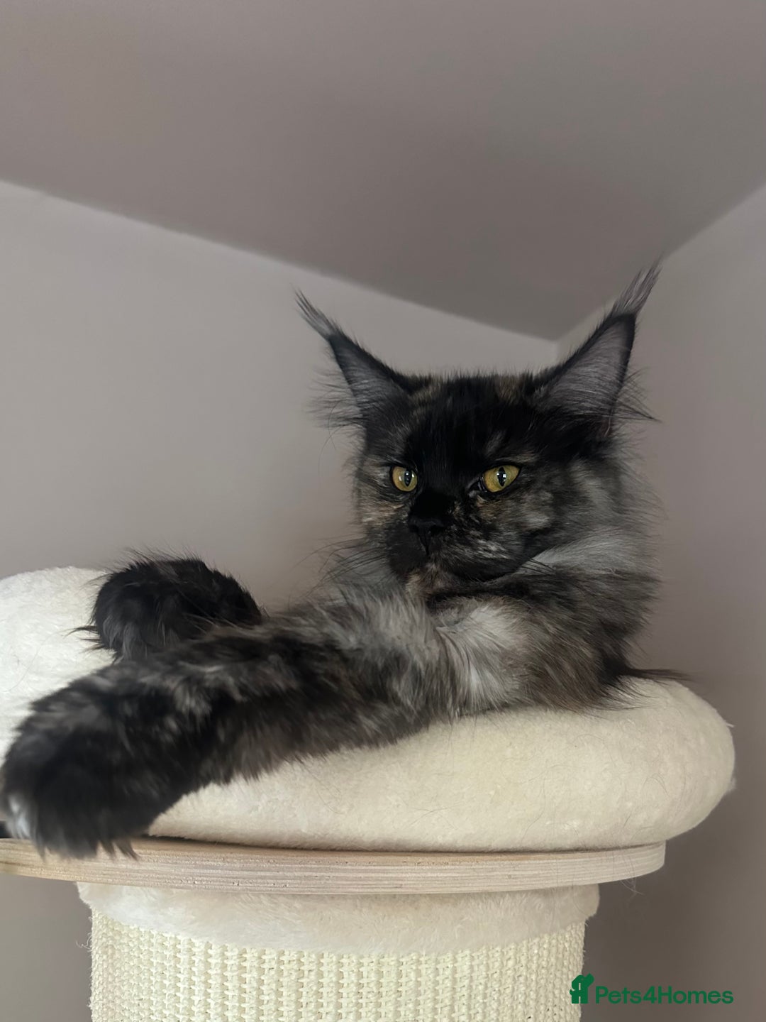 Maine Coon cats for sale: TICA registered Maine Coon kittens  - Image 2