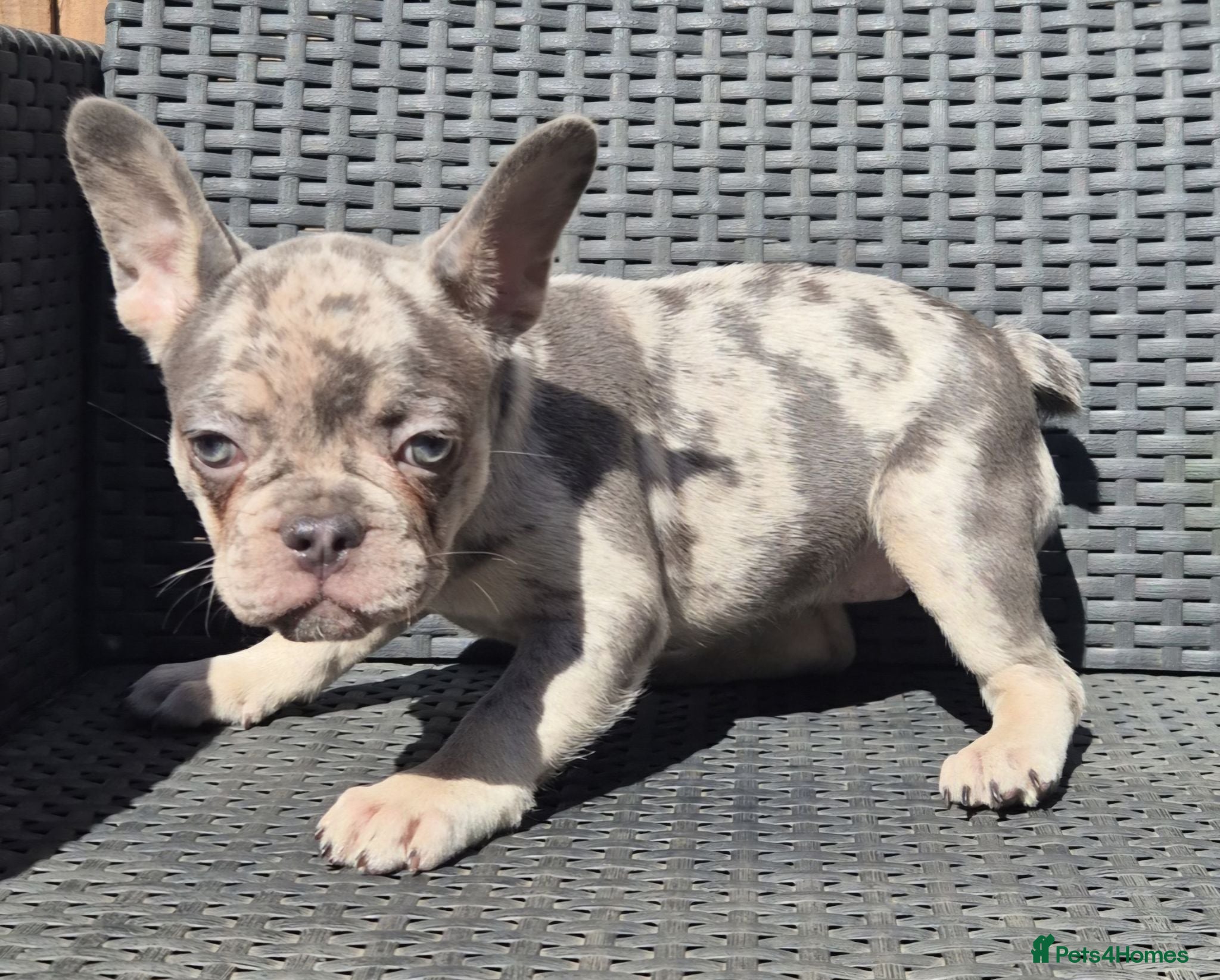 French Bulldog dogs PRICE DROP - Health Tested & Ready To Leave  - Advert 2