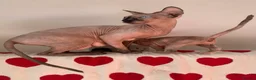 Sphynx cats for sale:  ** s sphynx babies - Advert 23