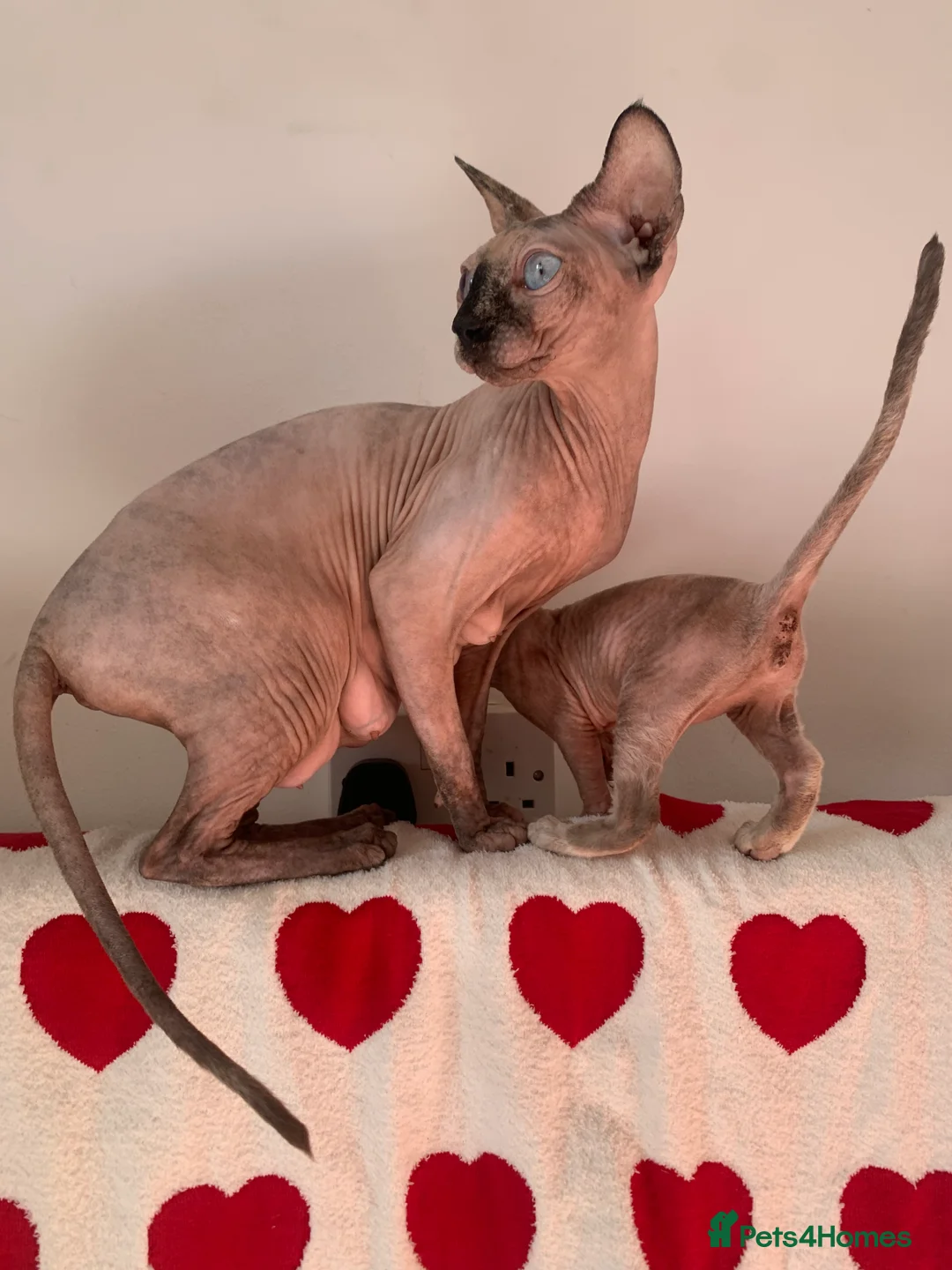 Sphynx cats for sale:  ** s sphynx babies - Advert 23