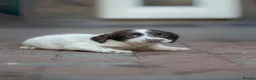 English Springer Spaniel dogs for sale: 2 Springer Spaniel Puppies - Advert 5