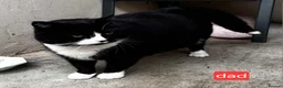Domestic Shorthair cats for sale: Black and white kittens ready to leave  in Eye - Advert 4