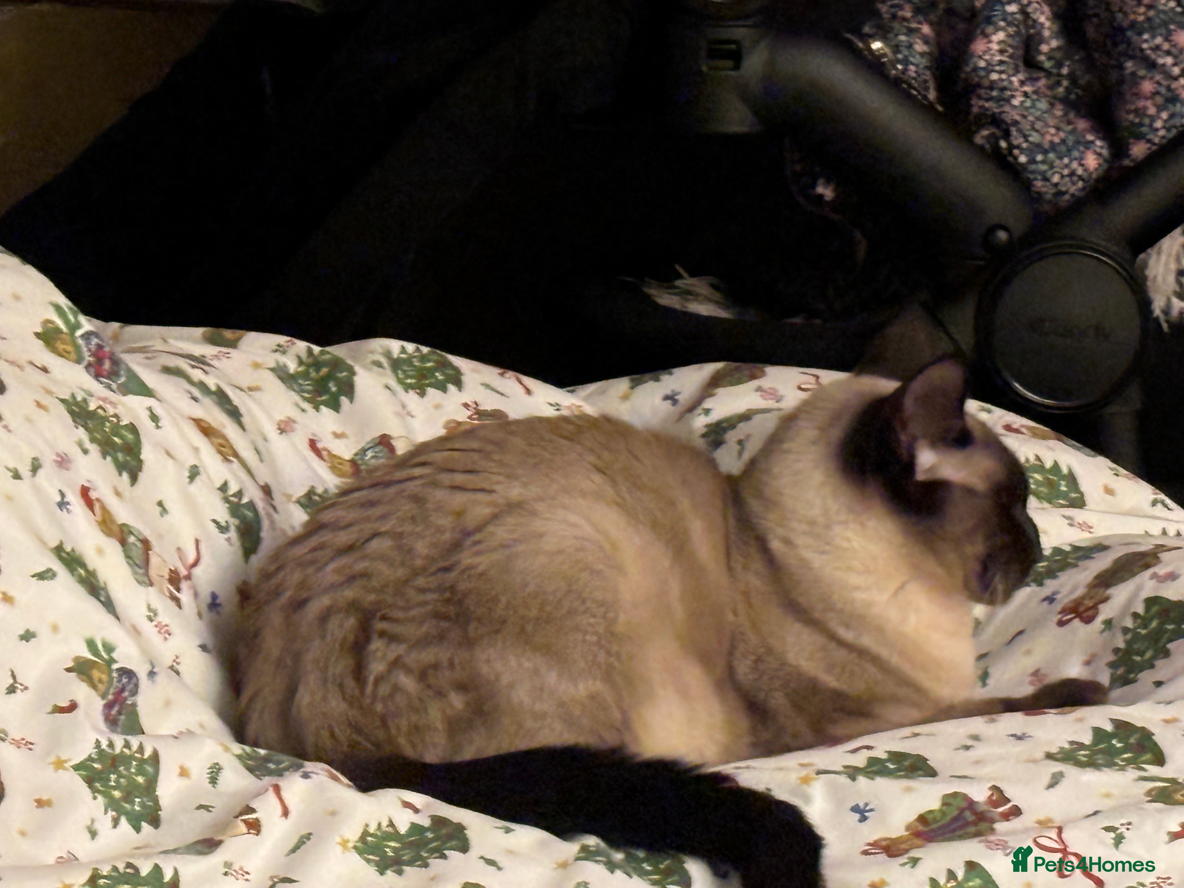 Mixed Breed cats Maine coon cross Siamese kitten  - Advert 1